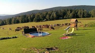 Obr. 1: Pasoucí se krávy u penzionu na Šumavě