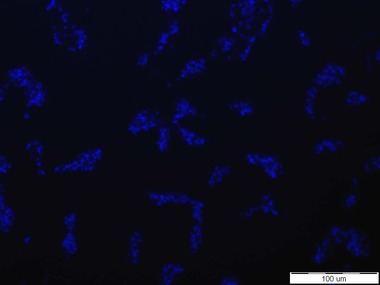 Obr. 2a: Signál senzorové molekuly založené na C-glykosidu manno konfigurace s BDP k buňkám Escherichia coli. Buňky E. coli CCM 3954 zviditelněné fluorescenční sondou DAPI
