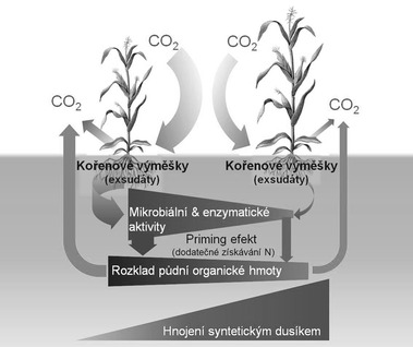 Obr. 1 Diskriminace přísunu rostlinných uhlíkatých investic kořenovými výměšky (Root exudation) vyvolaná zvyšující se dávkou průmyslového dusíku (N fertilization), která sice výrazně zvyšuje nadzemní produkci rostlin, ale na druhé straně snižuje mikrobiální a enzymatické aktivity v půdě (Microbial & enzyme activities) za současného snížení rychlosti rozkladu půdní organické hmoty (SOM decomposition) a uvolňování CO₂ z půdy (šířka šipek je úměrná míře daného procesu; podle Kumar et al., 2016).