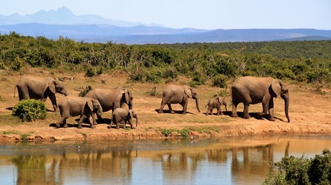 Vodu potebuj vichni, Zakouma National Park je domovinou 4 000 slon