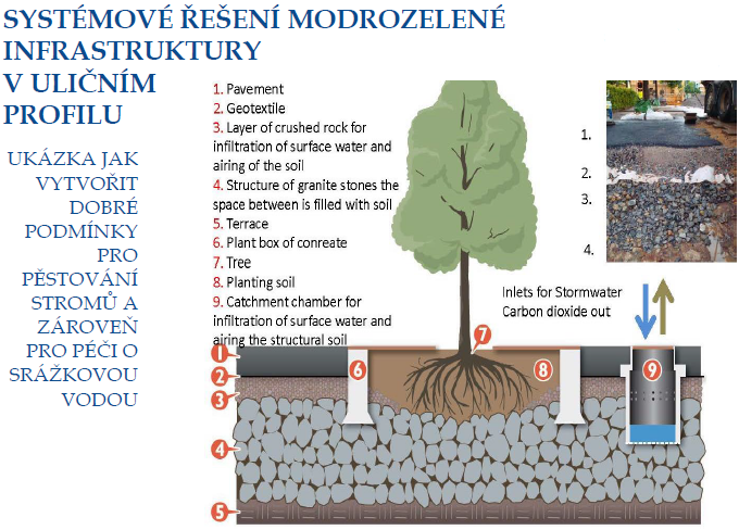 Obr. 7 – Ukázka správného pěstování stromů v uličním profilu. Zdroje: Prezentace J. Vítek.