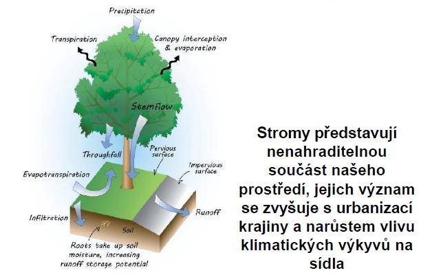 Obr. 5 – Stromy jsou velmi důležité v městské zástavbě. Na obrázku jsou znázorněny důležité funkce stromu. Zdroje: Prezentace D. Hora.