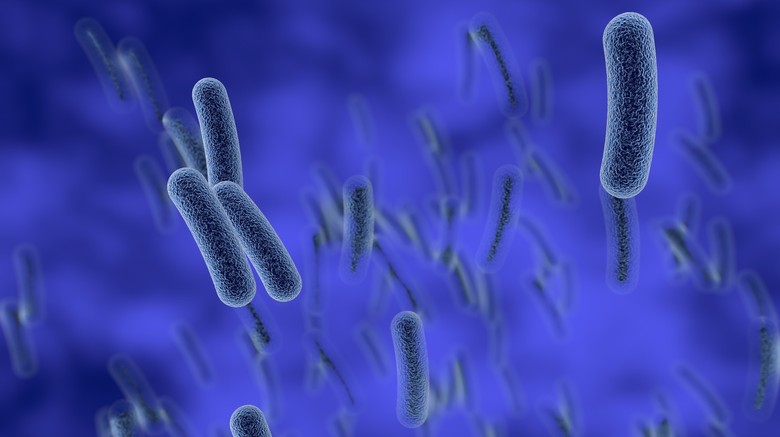 Ilustrace bakterie rodu Legionella