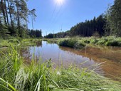 Tůně na Rokycansku jsou dobrým příkladem ochrany vody a biodiverzity v krajině Tůně v ochranném pásmu vedení VN na Rokycansku, foto: ČEZ